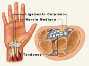 Anatomía de la muñeca