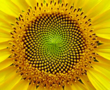 Girasol como fractal natural